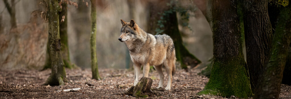 Wolf im Wald