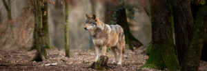 Wolf im Wald