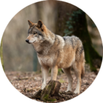 Wolf im Wald